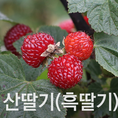 산딸기 1kg (특품/흑딸기/냉동배송/2020수확)